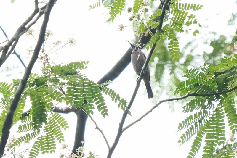 Blue-throated Brown Sunbird male adult