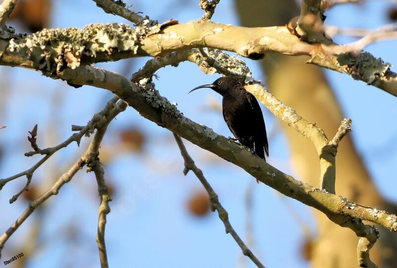 Amethyst Sunbird male adult breeding