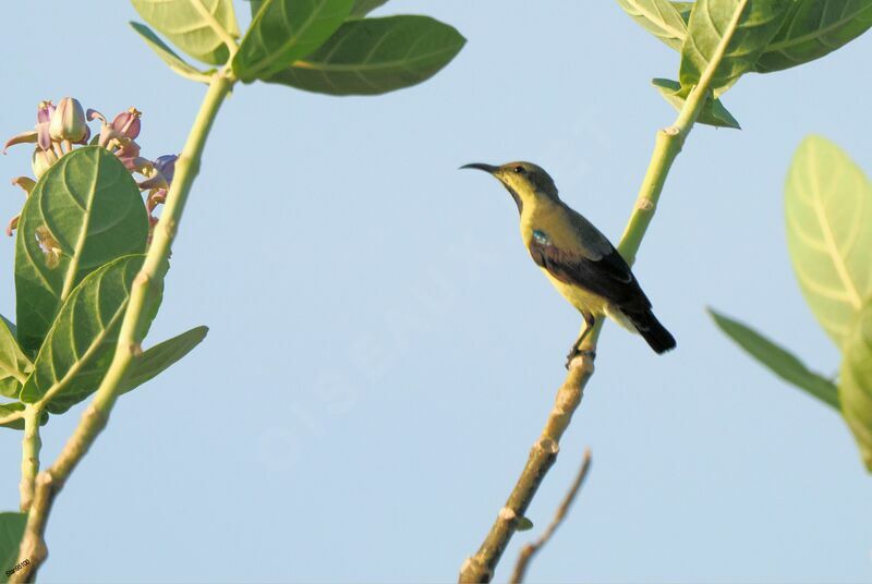 Purple Sunbird male adult transition