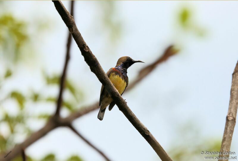 Ornate Sunbird male adult