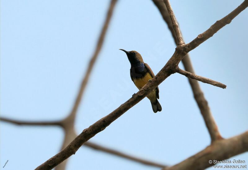 Ornate Sunbird male adult