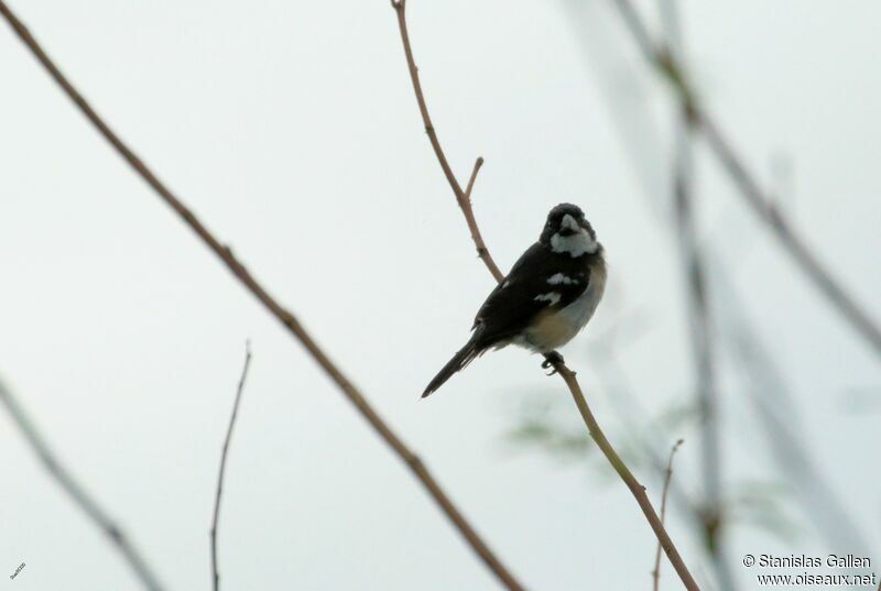 Wing-barred Seedeater male adult breeding