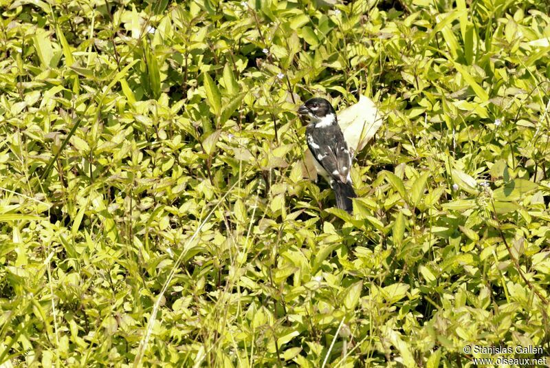 Morelet's Seedeater male adult breeding