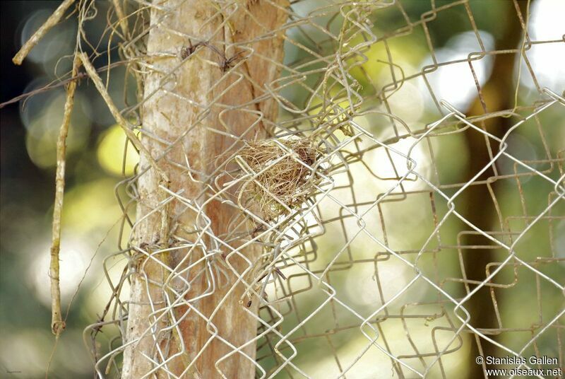 Morelet's Seedeater, habitat