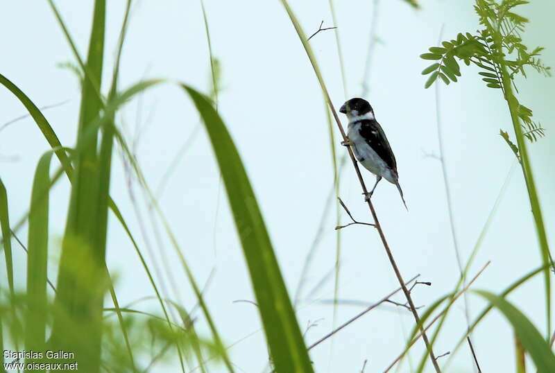 Wing-barred Seedeater (murallae) male adult breeding