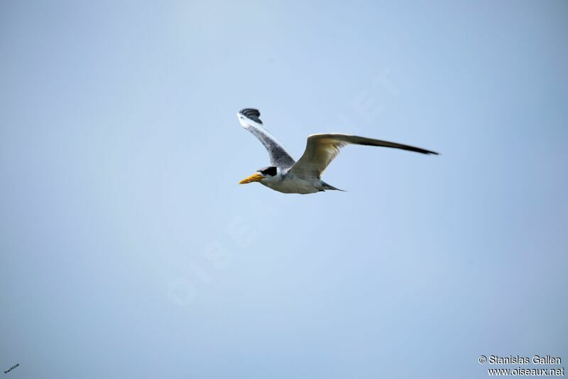 Large-billed Tern