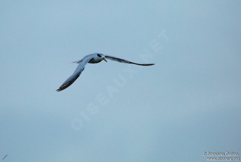 Yellow-billed Ternadult, Flight