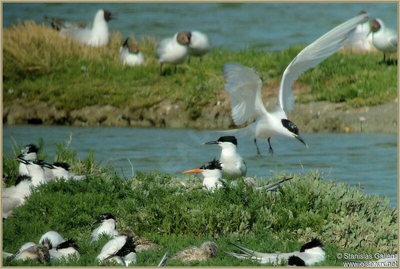 Elegant Ternadult breeding, Reproduction-nesting, colonial reprod.