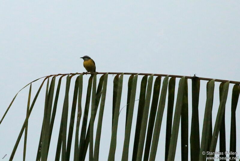 Bananaquitadult