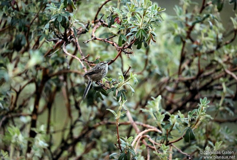 Andean Tit-Spinetailadult