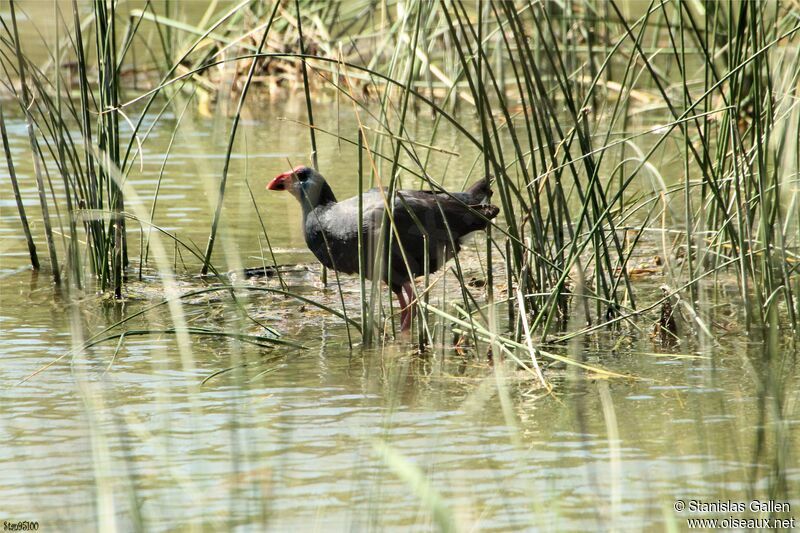 Western Swamphenadult breeding