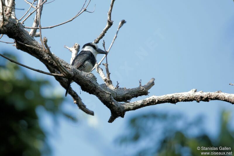 White-necked Puffbirdadult