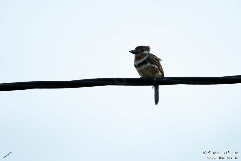 Russet-throated Puffbirdadult