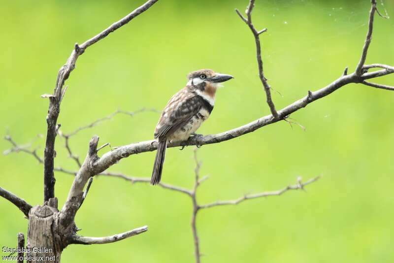 Russet-throated Puffbirdadult, identification