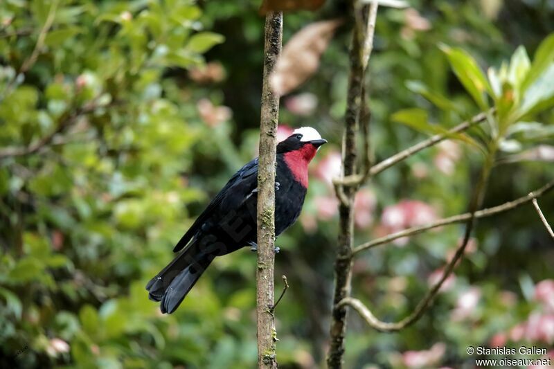 White-capped Tanager male adult breeding