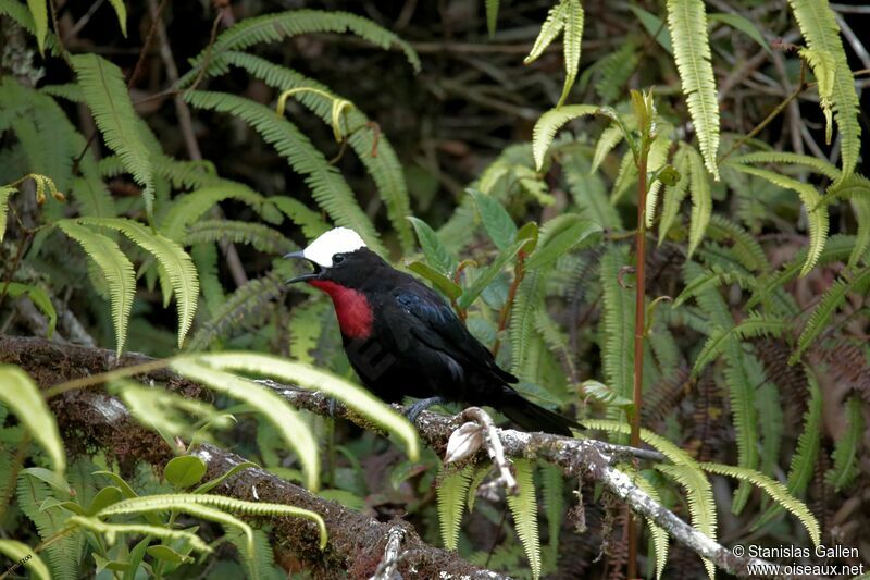 White-capped Tanager male adult breeding, courting display, song