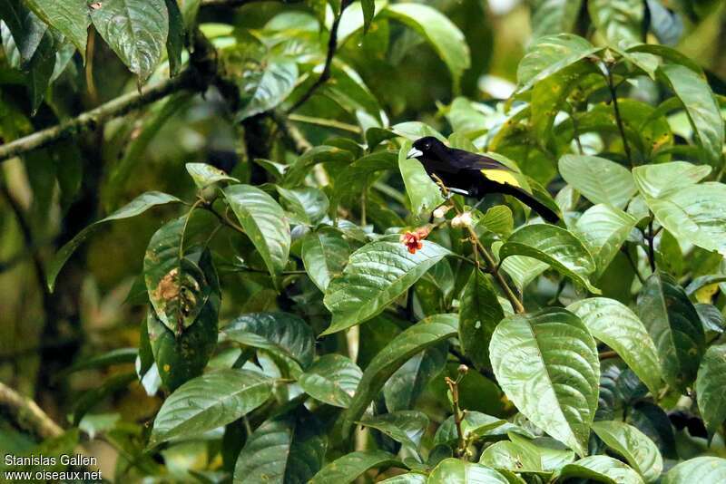 Lemon-rumped Tanager male adult, habitat