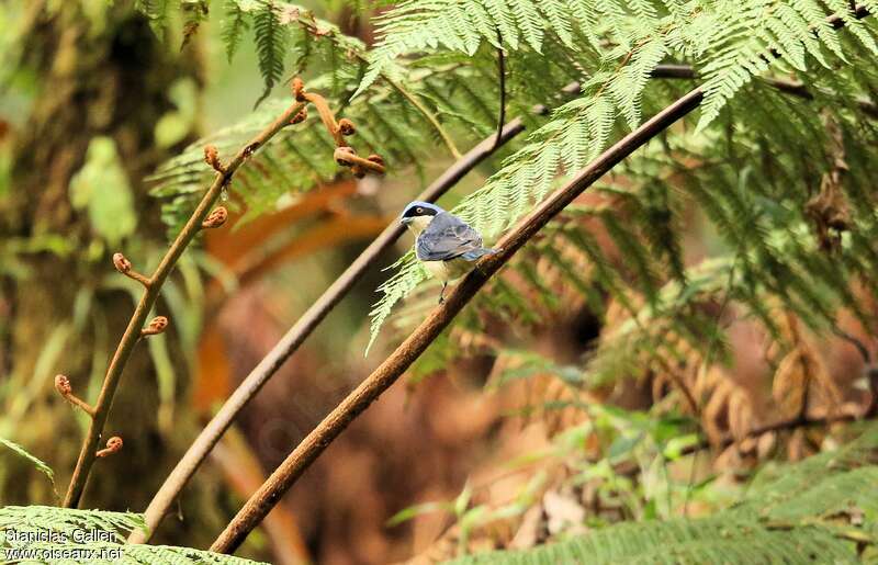 Fawn-breasted Tanager male adult breeding, habitat