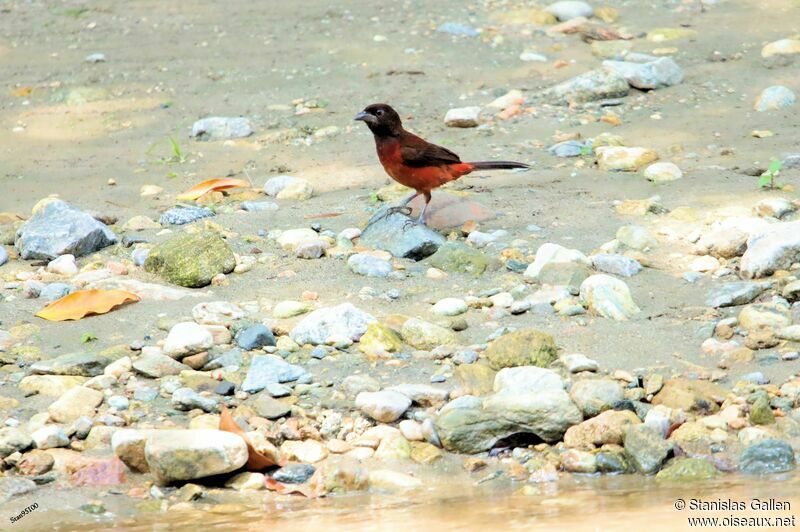 Crimson-backed Tanager female