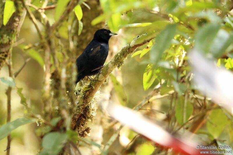 White-lined Tanager male adult