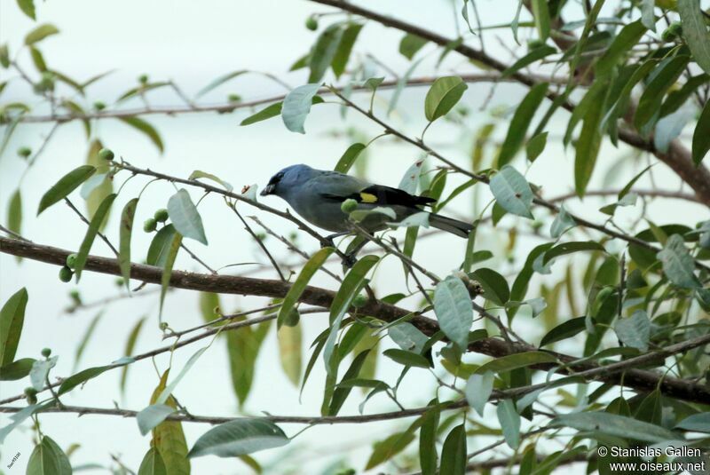 Yellow-winged Tanageradult breeding