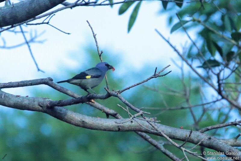 Yellow-winged Tanageradult breeding