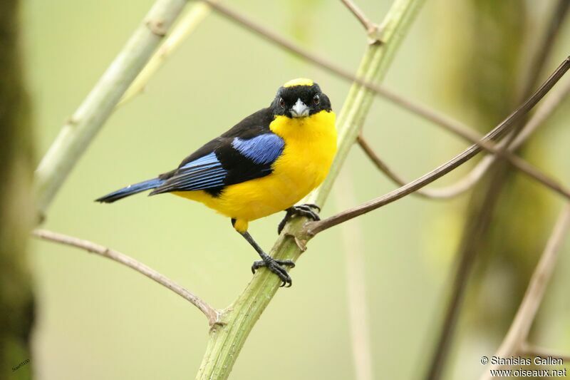 Blue-winged Mountain Tanager male adult breeding