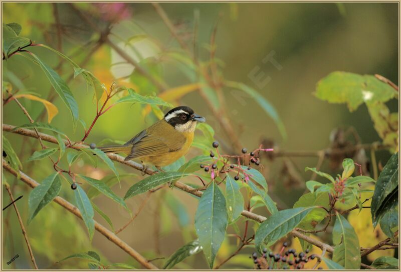 Sooty-capped Chlorospingus male adult, eats