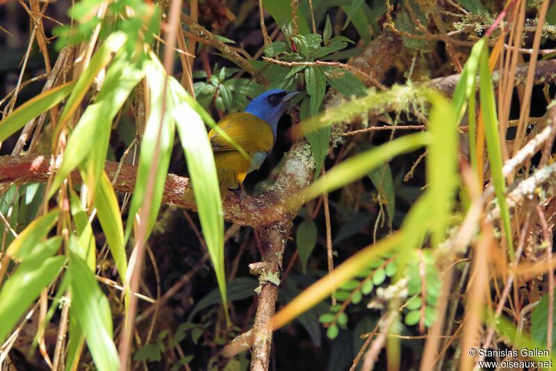 Blue-capped Tanager male adult breeding