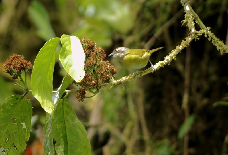 Grey-headed Tanager male adult