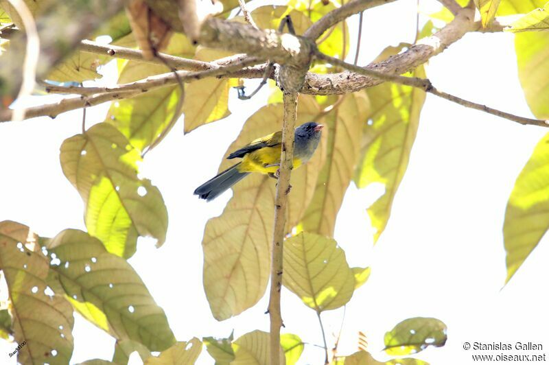 Grey-hooded Bush Tanager male adult breeding