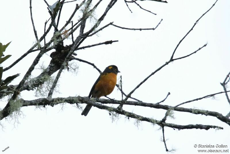 Santa Marta Mountain Tanager male adult breeding