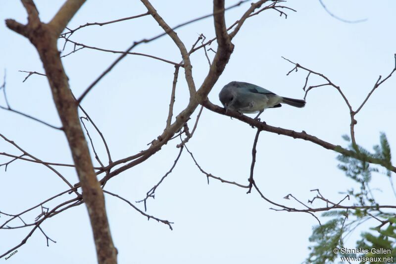 Glaucous Tanageradult