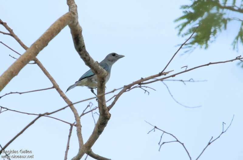 Glaucous Tanageradult, identification