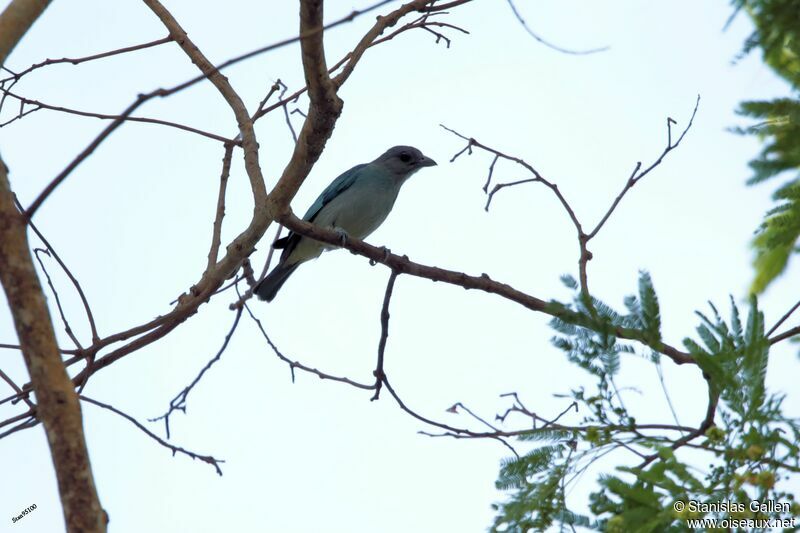 Glaucous Tanageradult