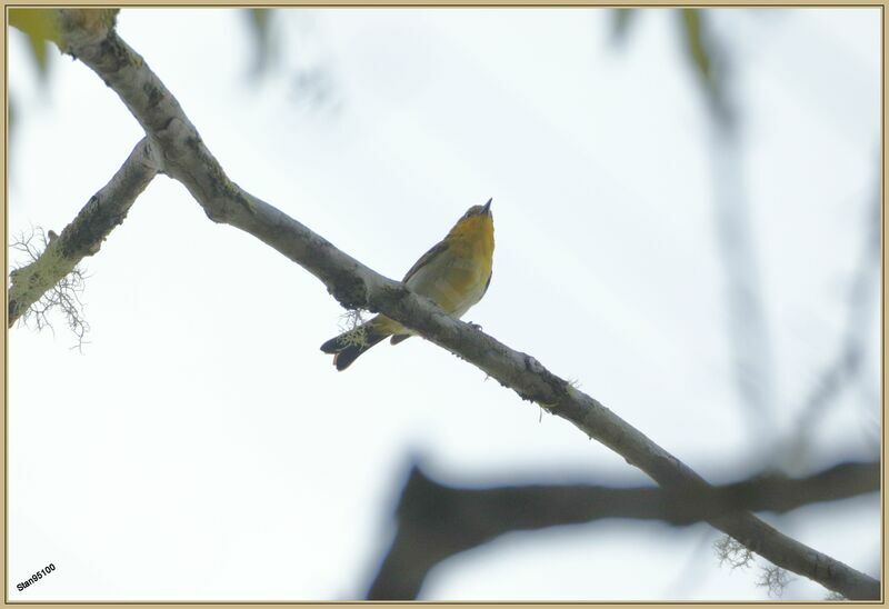 Black-and-yellow Tanager female adult