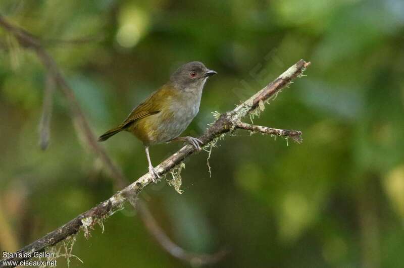 Dusky Chlorospingusadult, identification