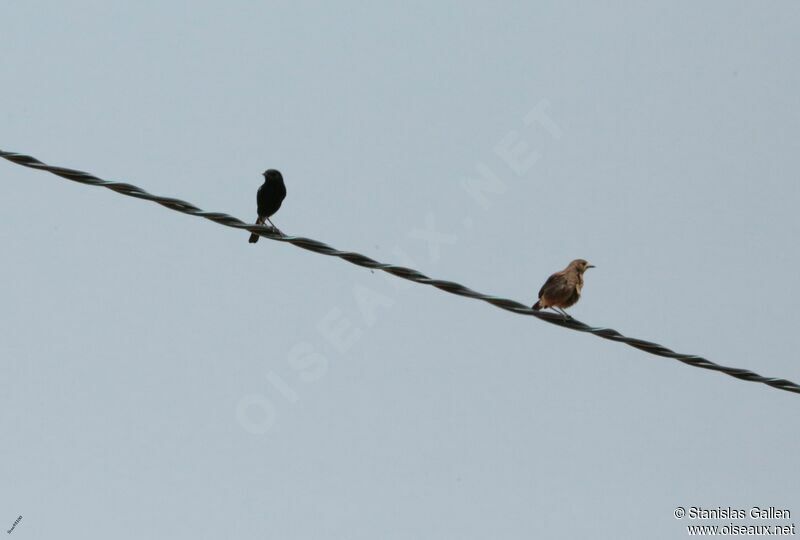 Pied Bush Chatadult