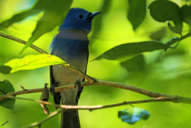 Black-naped Monarch male adult post breeding