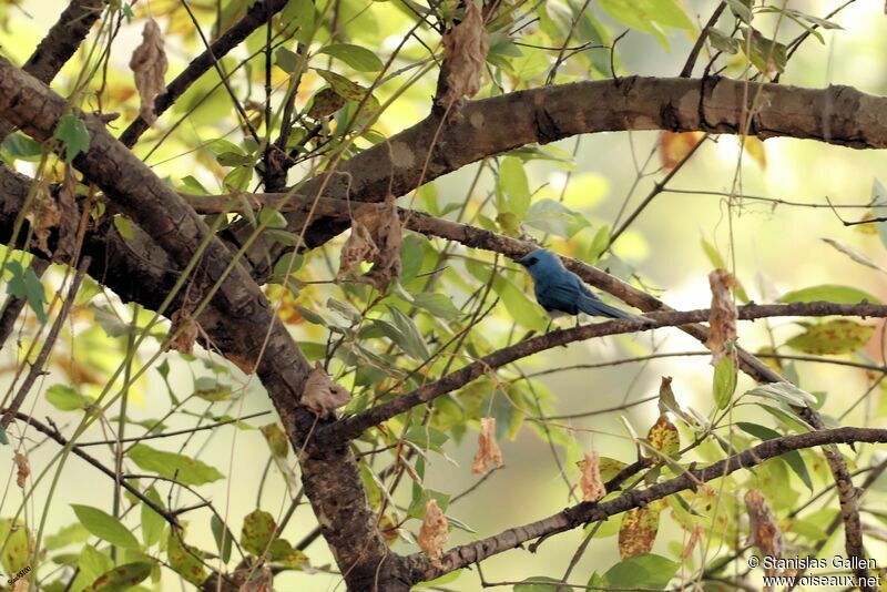 African Blue Flycatcher male