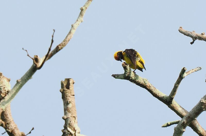 Preuss's Weaver male adult breeding