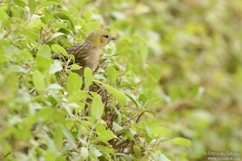 Little Weaver