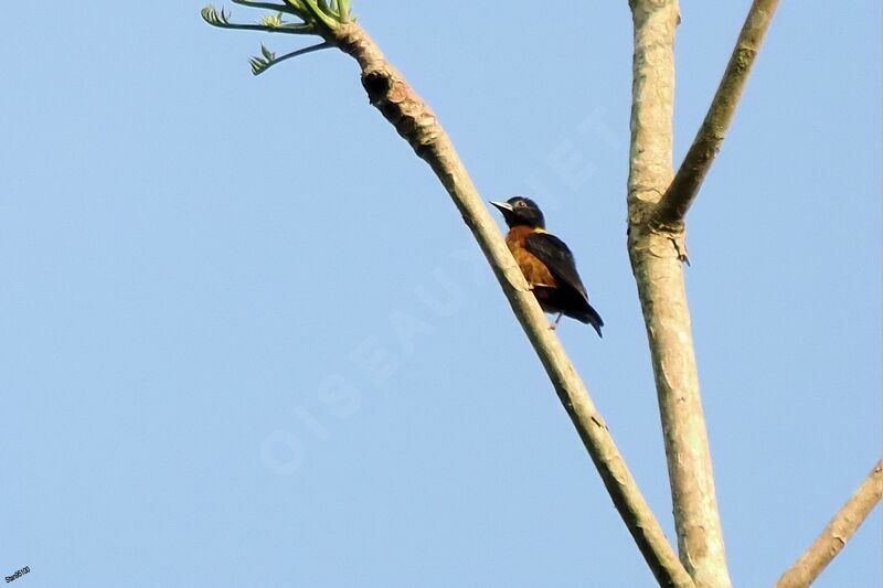 Yellow-mantled Weaver male adult breeding