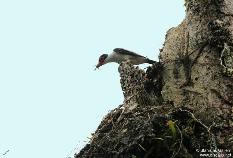 Black-tailed Tityra male adult breeding, Reproduction-nesting