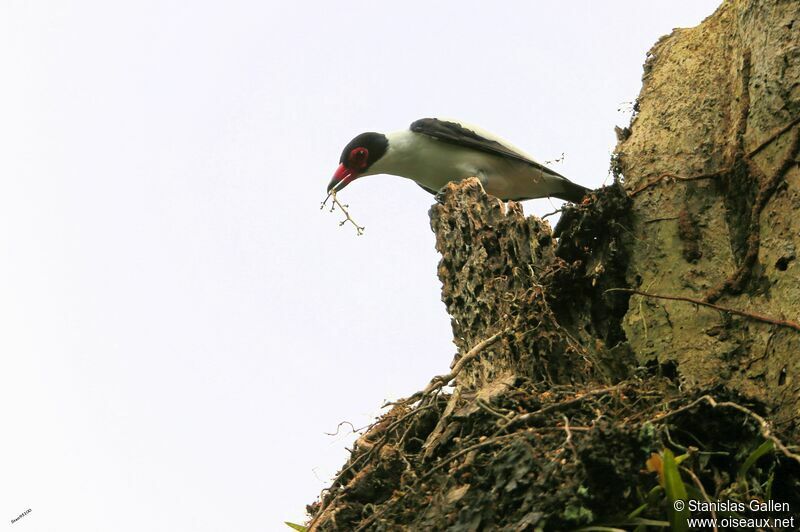 Black-tailed Tityra male adult breeding, Reproduction-nesting