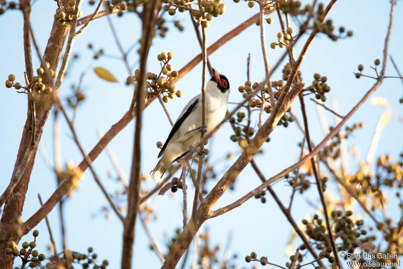 Masked Tityraadult