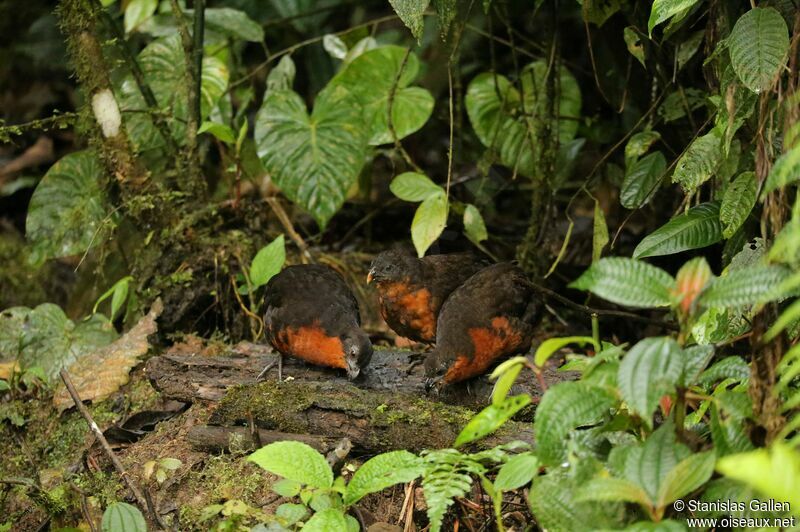 Dark-backed Wood Quail