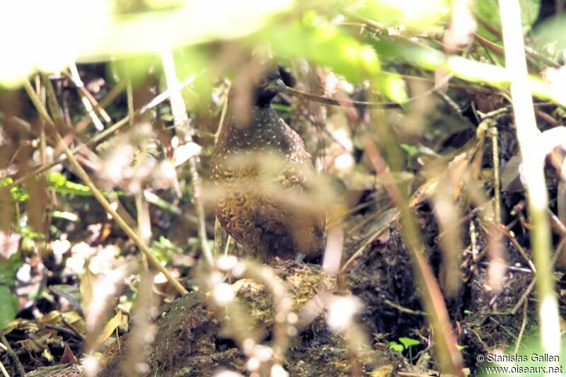 Black-fronted Wood Quailadult