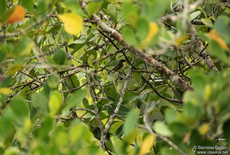 Common Tody-Flycatcheradult