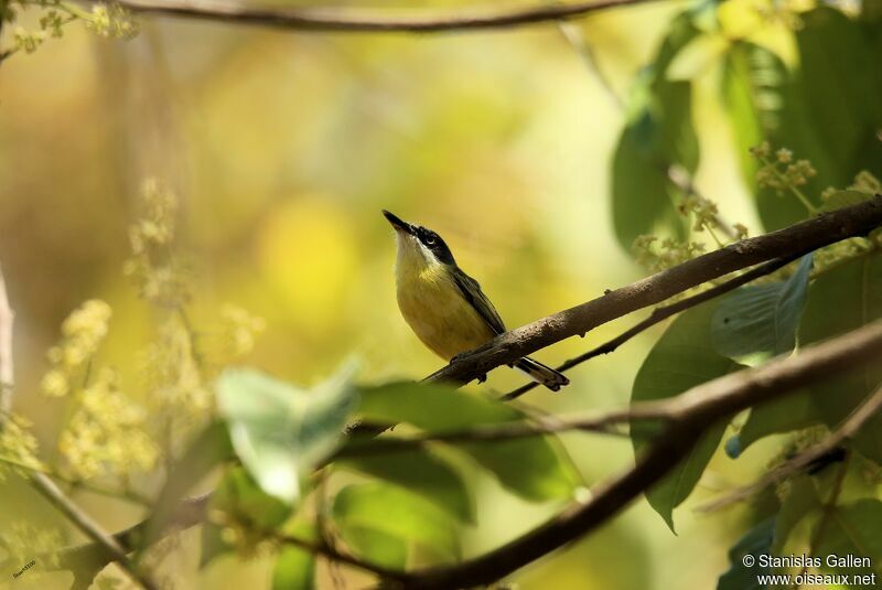 Common Tody-Flycatcheradult